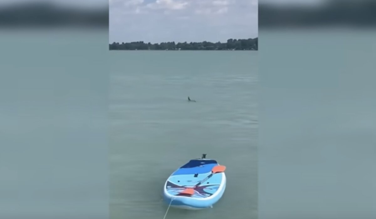 Video: A híres „Balaton Shark” szinte pánikot okozott Tihany közelében